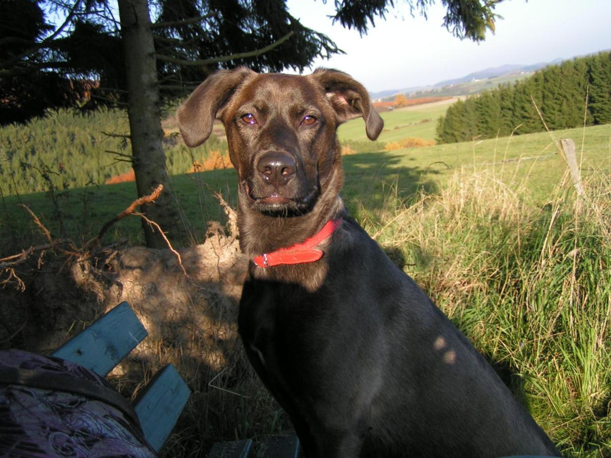 Fewo Talula - Sauerland Mit Hund เมเดบาค ภายนอก รูปภาพ